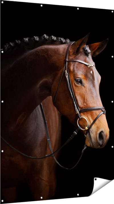 Gards Tuinposter Bruin Paard op een Zwart Achtergrond - 120x180 cm - Tuindoek - Tuindecoratie - Wanddecoratie buiten - Tuinschilderij