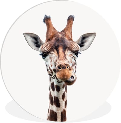 Muurdecoratie kinderkamer - Dieren - Giraffe - Safari - Wit - Schilderij voor kinderen - Wanddecoratie jongens - Meisjes - 60x60 cm - Kunststof