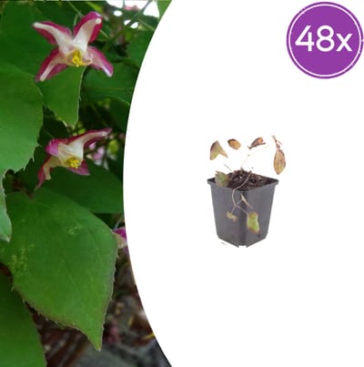 Tuinplantenshop.com | Epimedium rubrum | 48 stuks - Ø9cm - 10-25cm hoog - Tuinplant