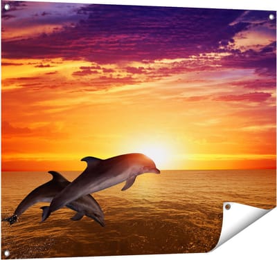 Gards Tuinposter Twee Dolfijnen bij de Zonsondergang - 100x80 cm - Tuindoek - Tuindecoratie - Wanddecoratie buiten - Tuinschilderij