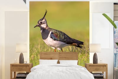 Behang - Fotobehang Vogel - Gras - Natuur - Dieren - Kievit - Breedte 165 cm x hoogte 220 cm