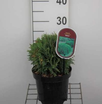 Thuja occidentalis 'Danica' - Levensboom, Westerse Levensboom 20 - 25 cm in pot