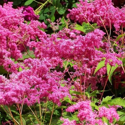 6 x Filipendula Purpurea - Knolspirea Pot 9x9 cm - Hoge Roze Bloeiwijzen