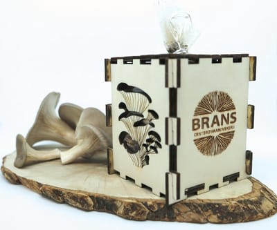 Growkit voor oesterzwammen op koffiedik (kweekset als duurzaam cadeau)