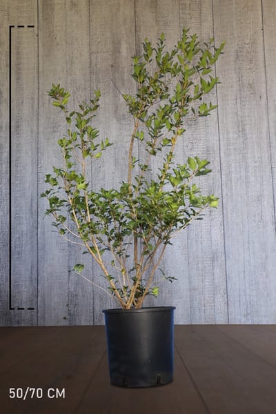 Plants Online - Haagplanten - Heesters - Schijnhulst 'heterophyllus' - Pot 50-70 cm - set van 10 - Bloeiende plant - Insectenlokkend - Weinig onderhoud - Wintergroen
