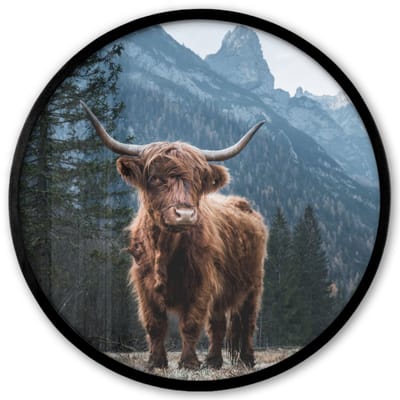 Poster in lijst Rond - Fotolijst 40x40 cm - Posters - Schotse hooglander - Berg - Landschap - Bomen - Koe - Natuur - Ronde posterlijst zwart - Decoratie - Wanddecoratie woonkamer - Muurdecoratie slaapkamer