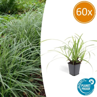 Tuinplantenshop.com | Carex morrowii 'Ice Dance' | 60 stuks - Ø9cm - 10-25cm hoog - Tuinplant
