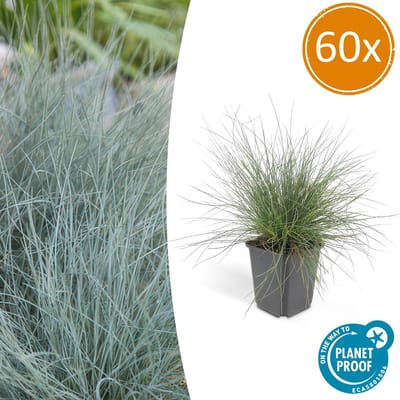 60x blauw schapengras Festuca glauca 'Elijah Bleu' - 10-25cm - Ø9cm - siergras - viltgras