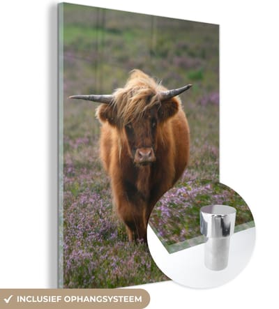 MuchoWow® Glasschilderij 120x160 cm - Schilderij acrylglas - Schotse Hooglander - Heide - Dieren - Foto op glas - Schilderijen