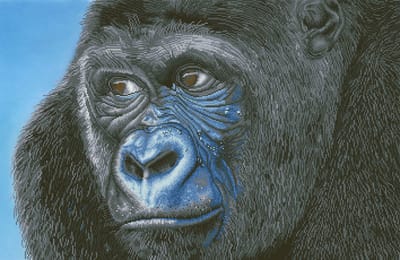 DD15.018 Diamond Dotz® - 100x65cm Kibali Western Lowland Gorilla (DD1906)