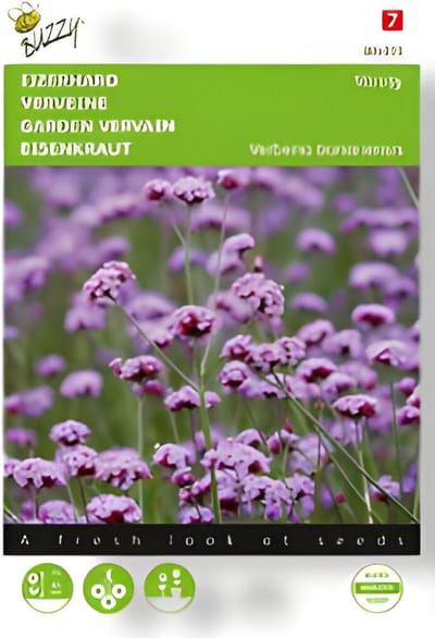 Buzzy - Zaden verbena ijzerhard vanity 25 zaden