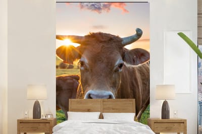 Behang - Fotobehang Koeien - Zon - Weiland - Platteland - Breedte 225 cm x hoogte 350 cm