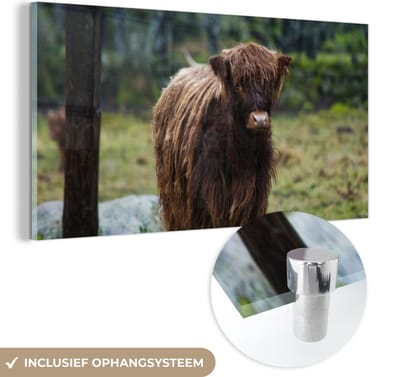 MuchoWow® Glasschilderij 40x20 cm - Schilderij acrylglas - Schotse Hooglander - Bos - Mos - Foto op glas - Schilderijen
