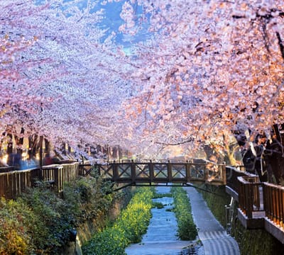 Kleurrijke kersenbloesem in bloei in nachtelijk Busan - Fotobehang (in banen) - 250 x 260 cm