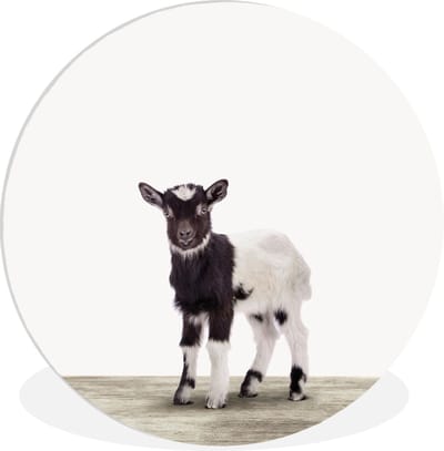 Muurcirkel dieren - Wanddecoratie - Dieren - Geit - Jonge dieren - Kinderen - Kamer decoratie - Kids - 60x60 cm - Kunststof