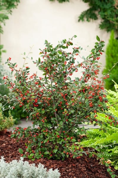 Arbustes de haie - Un ensemble 1 - Cotoneaster franchetii - (2L) 60-80 cm