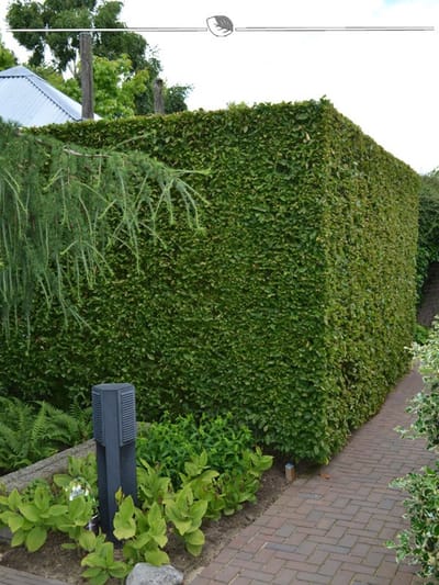Laurier Prunus Genolia 100-120 cm, 12x Haagplant