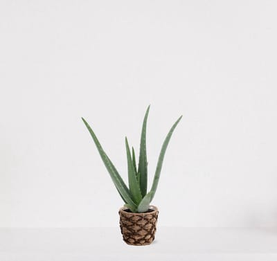 Aloë Vera in siermand Mandy – vetplant – eenvoudig te onderhouden - 35-45cm - Ø13 – geleverd met plantenpot – vers uit de kwekerij