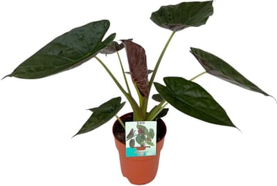Plantenboetiek.nl | Alocasia Wentii - Ø19cm - 75-85cm hoog - Kamerplant - Groenblijvend