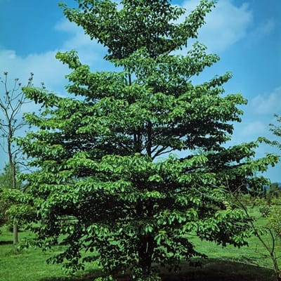 Plants Online BV - Planten - Set van 1 - Reuzenkornoelje