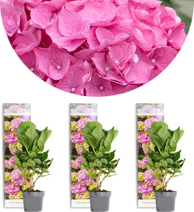 Bloomique - Set van 3 - Hydrangea Macrophylla Early Pink - Hortensia - Boerenhortensia - Tuinplanten - Winterhard - Hoogte 20-30 cm - Pot 10,5 cm