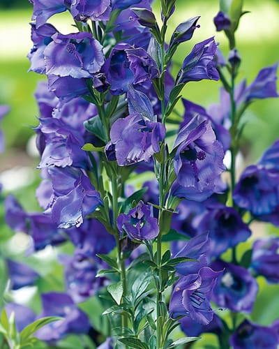 Bloemenzaden Meerjarig Aconitum Napellus Vaste Plant 120 Cm