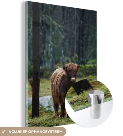 MuchoWow® Glasschilderij 120x160 cm - Schilderij acrylglas - Schotse Hooglander - Bos - Mos - Foto op glas - Schilderijen