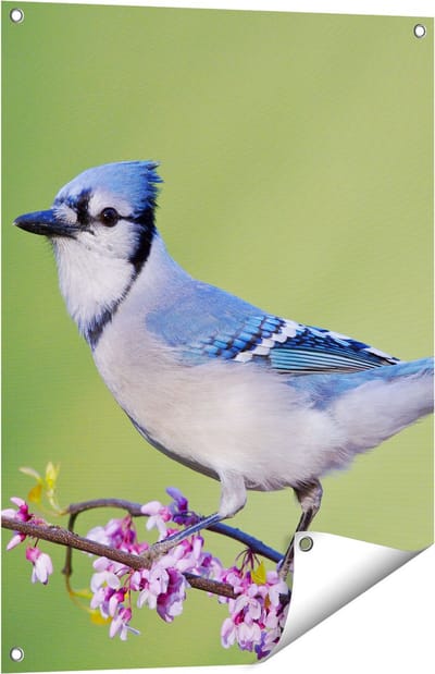 Gards Tuinposter Blauwe Gaai Vogel op een Tak - Kleur - 60x80 cm - Tuindoek - Tuindecoratie - Wanddecoratie buiten - Tuinschilderij