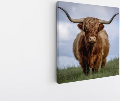 Saammp Canvas Schilderij - Schotse Hooglander Koe in de wei- Natuur - Dieren - 20x20 - Foto op canvas - Wanddecoratie - Muurdecoratie Woonkamer - Slaapkamer decoratie - Canvas Print