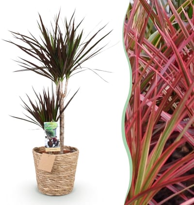 Green BoutiQ - Kamerplanten - Dracaena Magenta - Drakenbloedboom - Weinig onderhoud - met mand - Groen - 1 Plant - Pot 21cm - Hoogte 90-100cm