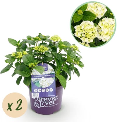 Green boutiQ - Terrasplant - Hortensia - Hydrangea Forever & Ever - Wit - 7-12 Bloemen - 2 Planten - Pot 23cm Hoogte 55cm