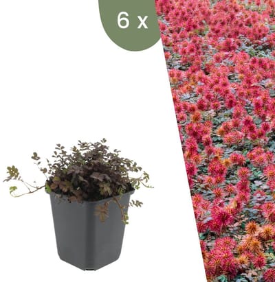 Plants by Frank | 6 Stekelnoot planten | Acaena microphylla 'Kupferteppich' | Winterharde bodembedekker | Winterharde planten voor de tuin | Winterharde vaste planten meerjarig | Winterharde tuinplanten