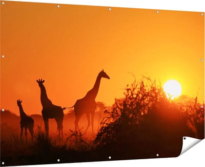 Gards Tuinposter Drie Giraffe Silhouetten bij Zonsondergang - 180x120 cm - Tuindoek - Tuindecoratie - Wanddecoratie buiten - Tuinschilderij