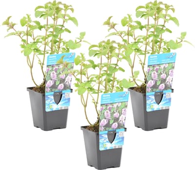 Bloomique - Set van 3 - Mentha Aquatica - Watermunt - Vijverplanten - Waterplanten - Winterhard - Hoogte 10-20 cm - Pot 9 cm