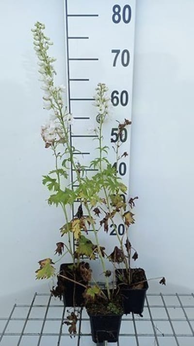 6x Ridderspoor - Delphinium 'M.f.' blanc pur | 9x9 cm pot