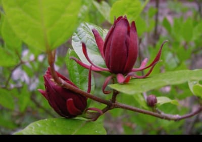 Calycanthus floridus (c. fertilis) - Specerijstruik, Meloenboompje 40- 60 cm in pot