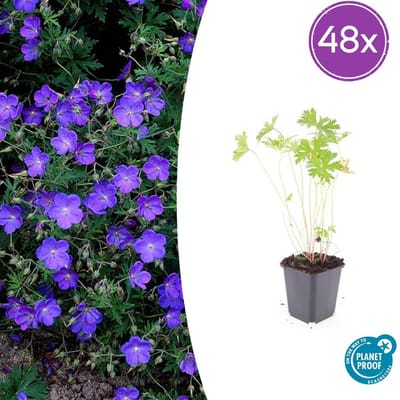Trendyplants - Geranium 'Johnson’s Blue' - 48 stuks - Ooievaarsbek - Winterhard - Hoogte 10-30 cm - Potmaat Ø9cm
