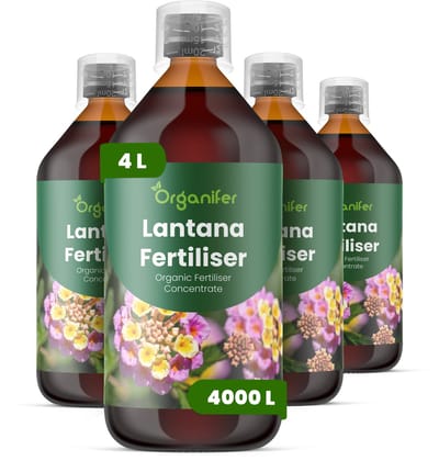 Vloeibare Meststof Voor Lantana 4X1 Voor 4000 L - Npk 2-1-8 - Continue Bloei - Kleurintensiteit - Bloemgrootte - Bloeiduur - Sterke Stengels - Compacte Plant - Hittebestendig - Plantweerbaarhei - Snel Herstel Na Snoei - Organifer