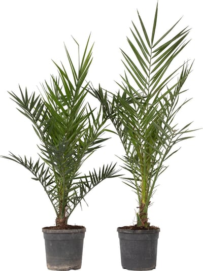 Plant in a Box - Phoenix Canariensis - Set van 2 - Canarische dadelpalm - Pot 19cm - Hoogte 80-100cm