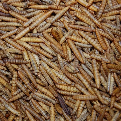 Superworms: Grote gedroogde Zwarte Vlieg (Black Soldier Fly) larven | Budgies | Nutriworms 5KG Bulkzak