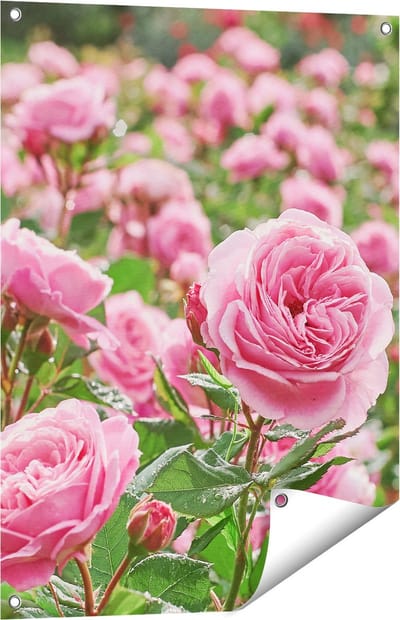 Gards Tuinposter Roze Rozen Bloemenveld - 60x80 cm - Tuindoek - Tuindecoratie - Wanddecoratie buiten - Tuinschilderij