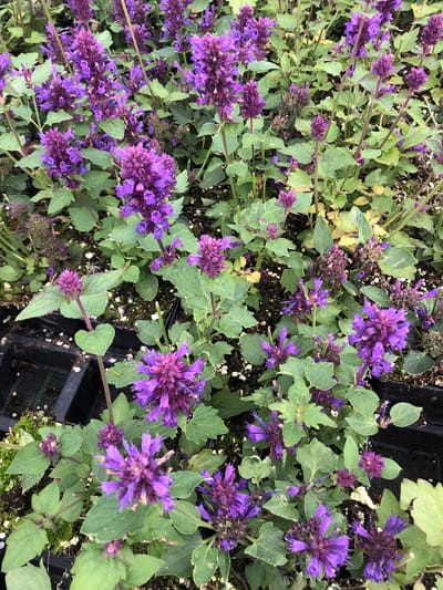 6 x Agastache 'Blue Boa' - Dropplant - pot 9 x 9 cm