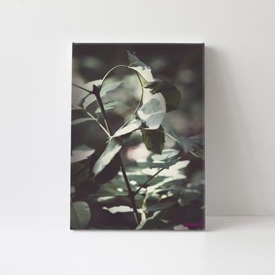 Canvasdoek - Schilderij - Blaadje Natuur Stichting By Amanda - Groen - 60 X 40 Cm