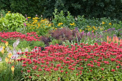 Romantic Red border (met geel / lila accenten) - bloeit in Mei / Juni / Juli / Augustus / September