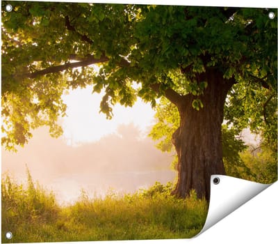 Gards Tuinposter Eikenboom aan het Water met Volle Bladeren - 80x60 cm - Tuindoek - Tuindecoratie - Wanddecoratie buiten - Tuinschilderij