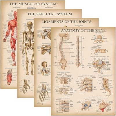 Set van 4 Vintage Anatomie Posters - Gelamineerd - Menselijk Lichaam
