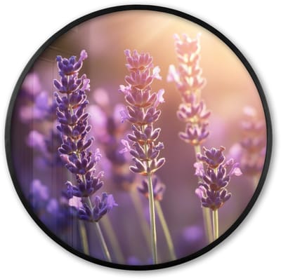 Poster in lijst Rond - Fotolijst 60x60 cm - Posters - Lavendelbloemen - Paars - Zonlicht - Ronde posterlijst zwart - Decoratie - Wanddecoratie woonkamer - Muurdecoratie slaapkamer