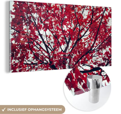 MuchoWow® Glasschilderij 40x20 cm - Schilderij acrylglas - Esdoorn - Bladeren - Herfst - Natuur - Foto op glas - Schilderijen