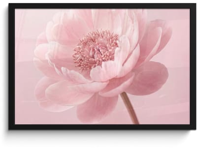 Poster in lijst - Fotolijst 60x40 cm - Posters - Bloem - Pioenroos - Roze - Posterlijst zwart - Decoratie - Wanddecoratie woonkamer - Muurdecoratie slaapkamer