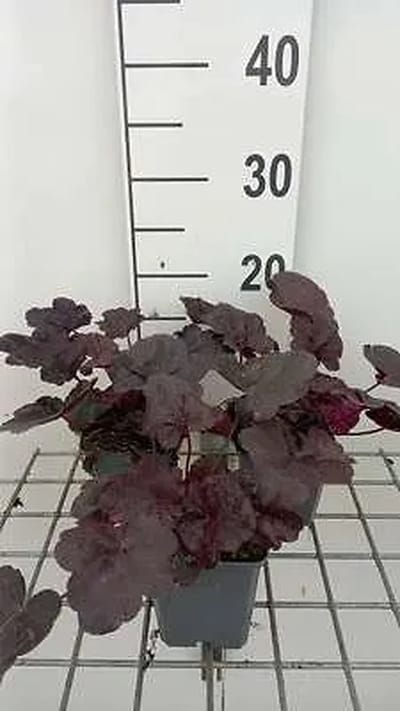 6x Purperklokje - Heuchera hybr. 'Midnight Rose' | 9x9 cm pot